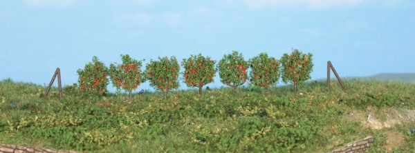 Spalierobst, 36 Stück ca. 2,5