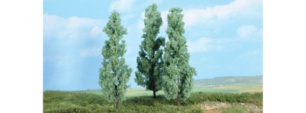 3 Silberpappeln 18 cm