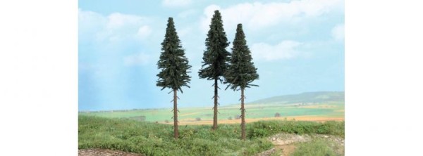 3 Hochstammtannen 17 cm