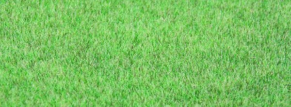 Grasfaser Willdgras Steppengr