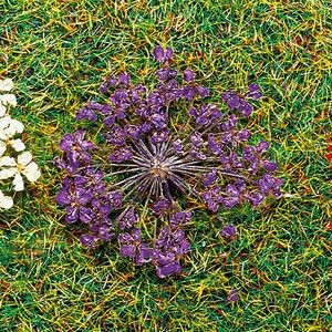 Natur-Blüten, lila