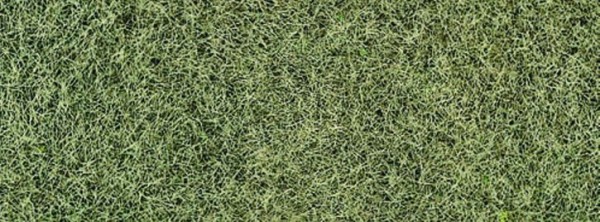 Grasfaser Willdgras Wintergra