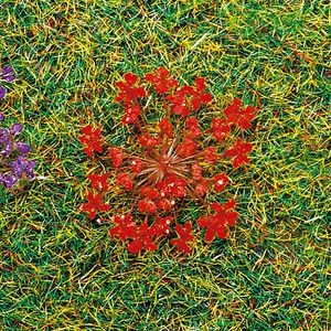 Natur-Blüten, rot
