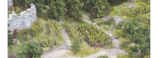 36 Rebstöcke ca. 2,5 cm incl.