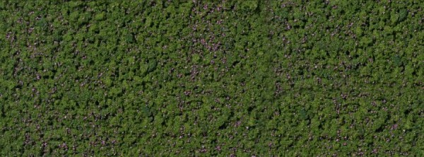 Foliage Waldheidelbeeren