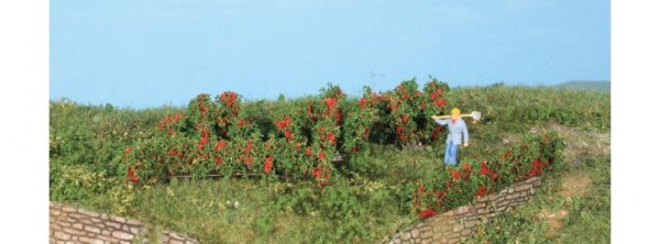 10 Rosenhecken und Büsche 0,7