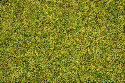 Streugras Sommerwiese