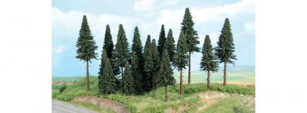 Tannenwald, 20 Tannen 7-14 cm