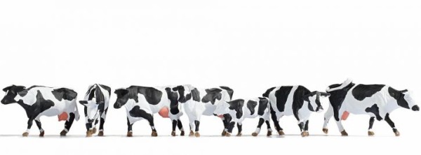 Kühe, schwarz-weiß