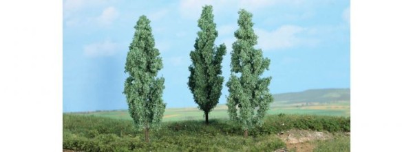 3 Silberpappeln 13 cm