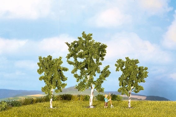 3 Birken 8 und 10 cm