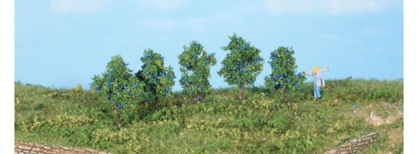 5 Zwetschgenbäume 4 cm