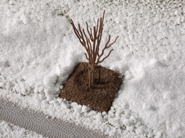 Junge Bäume im Winter
