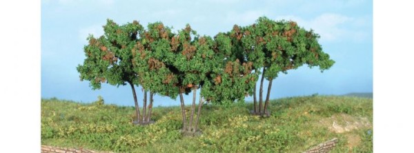 3 Maulbeerbäume 7 cm