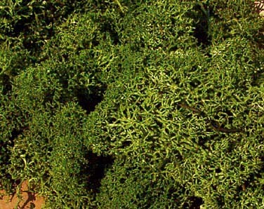Moos,mittelgrün