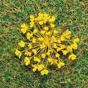 Natur-Blüten, gelb