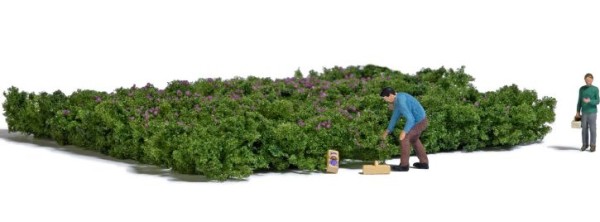 A-Set: Walheidelbeeren pflück