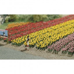 60 Tulpen