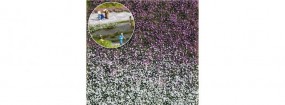 Blütenbüschel Spätsommer Blütenbüschel Spätsommer
