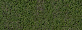 Foliage Waldheidelbeeren