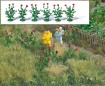 40 Klatschmohn