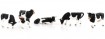 Kühe, schwarz gefleckt