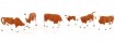 Kühe, braun gefleckt